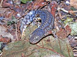 Anpassung durch Ver�nderung: Beutefang zwischen zwei Welten