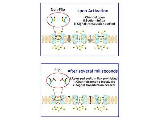 Schematic representation of the sodium ion channel (light blue): Top: influx of 