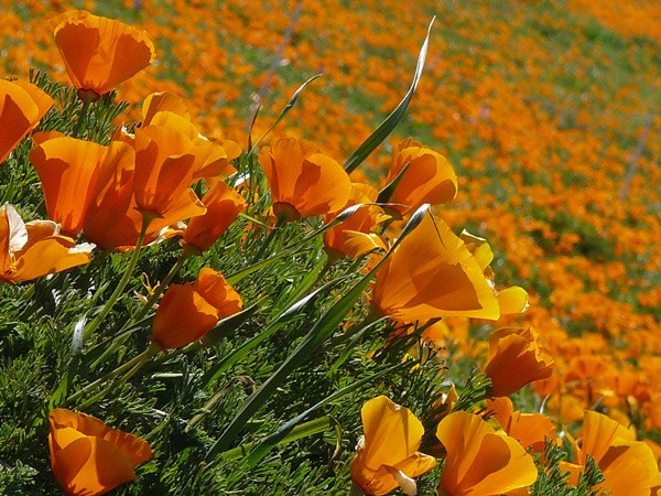 Der Kalifornische Goldmohn liefert ein wichtiges Enzym f�r die Herstellung von b