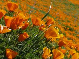 Goldmohn & Schimmelpilz