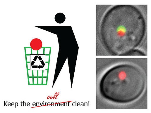 Cells must dispose of garbage, too. The responsible cellular process - autophagy
