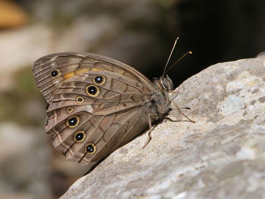 Kirinia roxelana (Copyright: G. Pisanty)