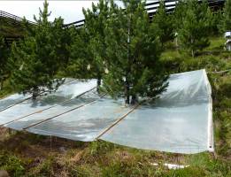 Baum mit �berraschungseffekt