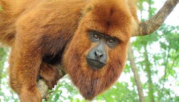 Br�llaffen: Tiefe Stimme, kleine Hoden