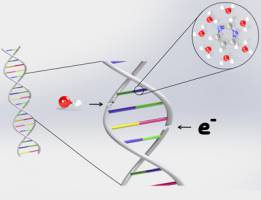 DNA-Sch�digung unter der Lupe