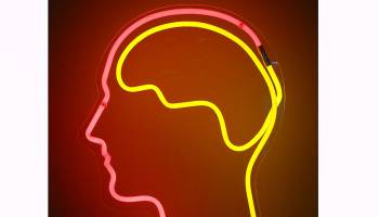 Ein großes Gehirn ist kein Garant für Intelligenz