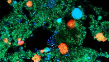 Eine Hand w�scht die andere - auch bei Bakterien