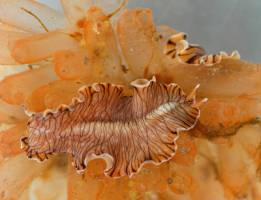 Evolution: Die Verwandten von Bandw�rmern + Co