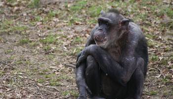 Fr�her Verlust der Mutter beeintr�chtigt Schimpansen ein Leben lang