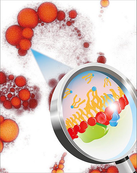 Mit Hilfe modernster Technologien konnten die mikroskopisch kleinen Fetttr�pfche