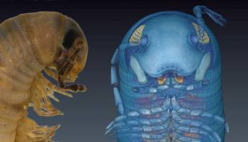 Insektenforschung 2.0