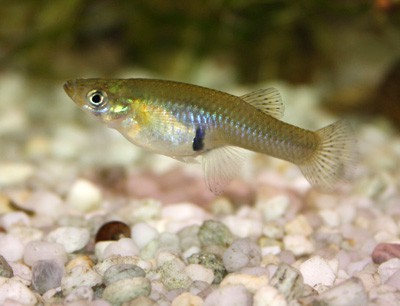 Gambusia affinis. (Foto: M. Pichler)