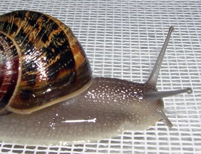 Eine gefleckte Weinbergschnecke (Cantareus aspersus)
