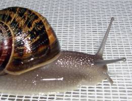 Stressabwehr im Schnecken-Ei