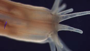 Die Organisation der K�rperachsen