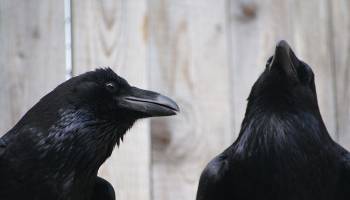 Einige V�gel sind genauso schlau wie Affen