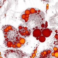 Fettspeicherung hemmen