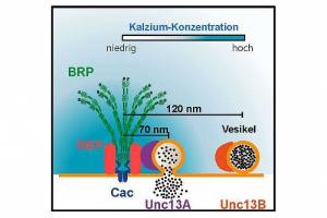 Schnelle Reaktion dank Präzisions-Protein?