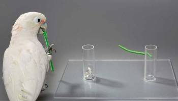 Der Kakadu hat (k)einen Haken