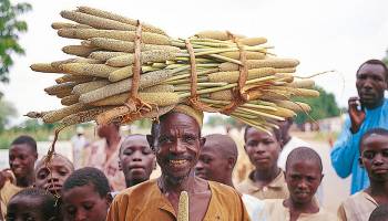 Getreide, das der D�rre trotzt