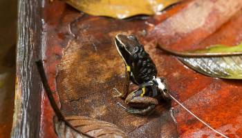 Pfeilgiftfrösche in