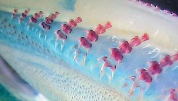 Haie: Z�hne wie am Flie�band