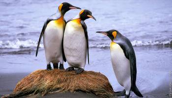 K�nigspinguine m�ssen bald umziehen