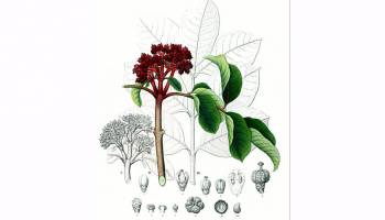 TCM-Substanz kann Herzrhythmusst�rungen ausl�sen