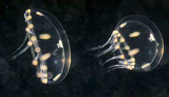 Genrepertoire von Quallen: aus alt mach neu