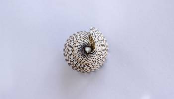 Mit Gift der Kegelschnecken zur Schmerzlinderung