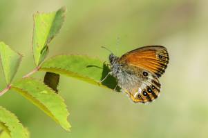 Schmetterlings-Vielfalt in Tirol