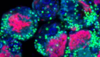 Symbionten als Lebensretter