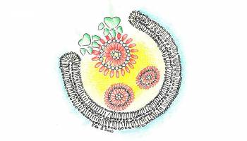 Weiteres Puzzlestück im Selbstreinigungsprozess der Zelle entdeckt