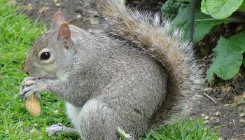 Attraktive eingeschleppte Arten haben es leichter