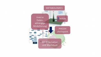 Die Entwicklung von Krebszellen verhindern