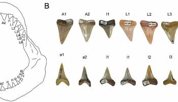 Erste fossile Kinderstube des Wei�en Hais entdeckt