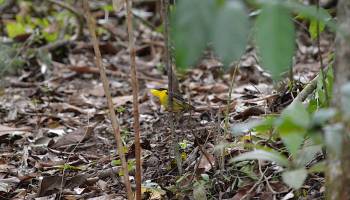 Goldbandpipra: Verhaltensflexibilit�t eines Athleten