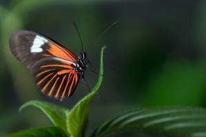 Heliconius-Schmetterlinge: Flexibler als gedacht