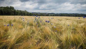 Klimawandel k�nnte Artenvielfalt der Alpen k�nftig st�rker beeinflussen als Landwirtschaft