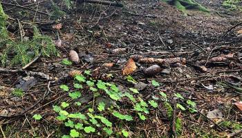 Mikrobielle Interaktionen stabilisieren Kohlenstoff im Boden