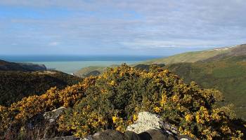 Nichtheimische Nutzpflanzen breiten sich erfolgreicher aus
