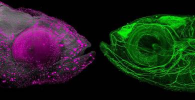 So werden Tiere durchsichtig