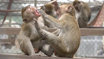 Stress lass nach: Arbeiten mit Freunden entspannt Affen