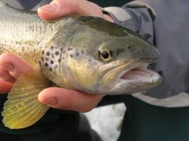 Wie ist es um die Fischfauna im inneralpinen Raum bestellt?