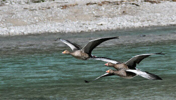 Graug�nse reagieren auf w�rmere Winter mit h�herem Bruterfolg