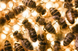 K�niglich behandelt