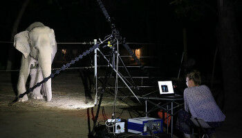 Mehr als ein T�r���: Elefanten quietschen auch mit ihren Lippen