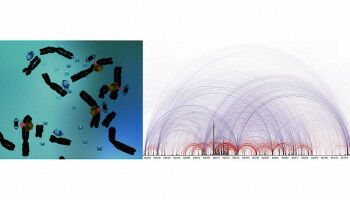 Meiose: Mut zur L�cke!
