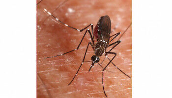 Pandemien und biologische Invasionen - zwei Seiten derselben Medaille