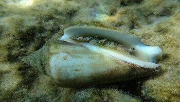 Tiefgreifender �kologischer Wandel im �stlichen Mittelmeer